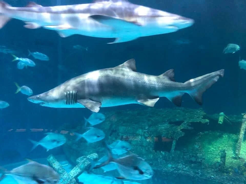 North Carolina Aquarium on Roanoke Island