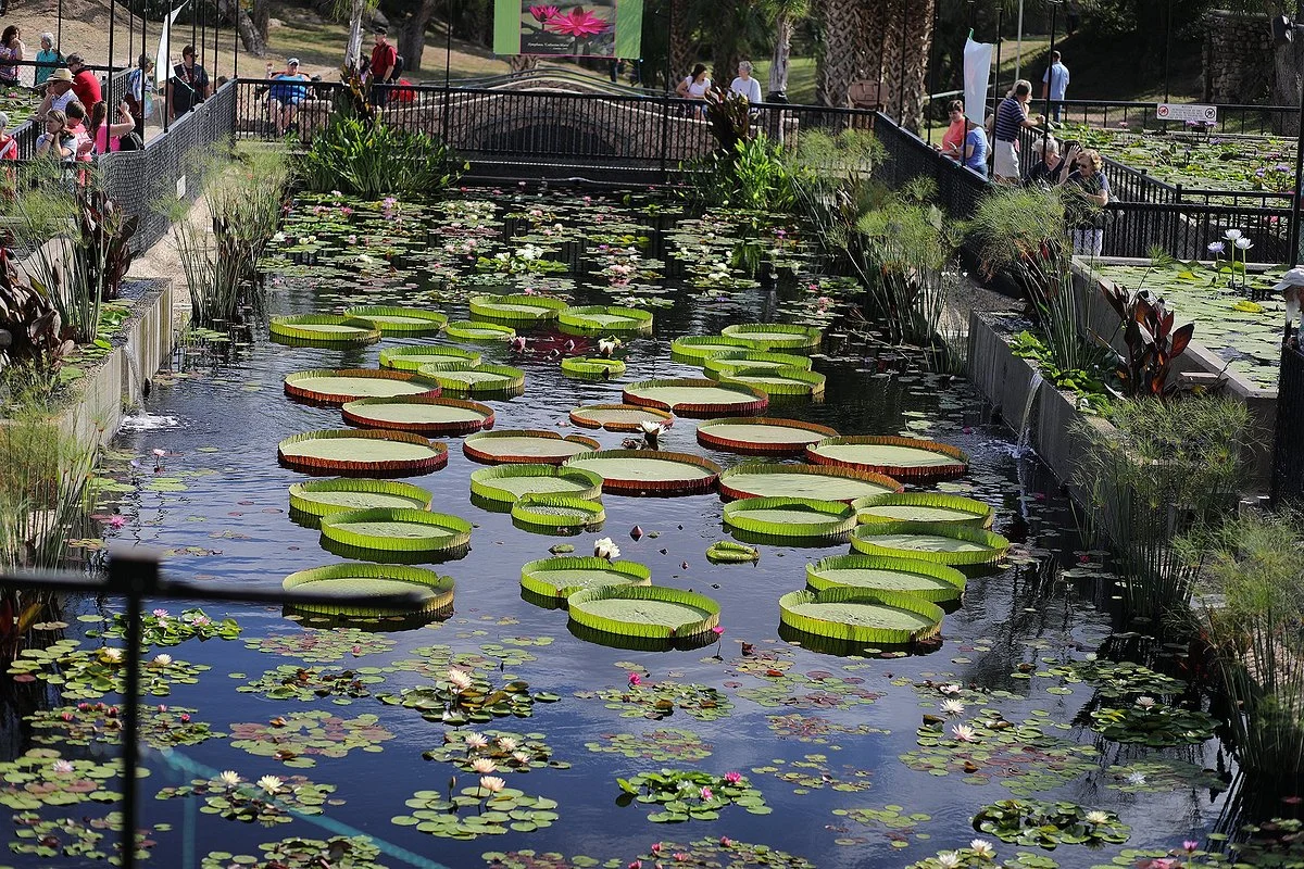 The International Waterlily Collection