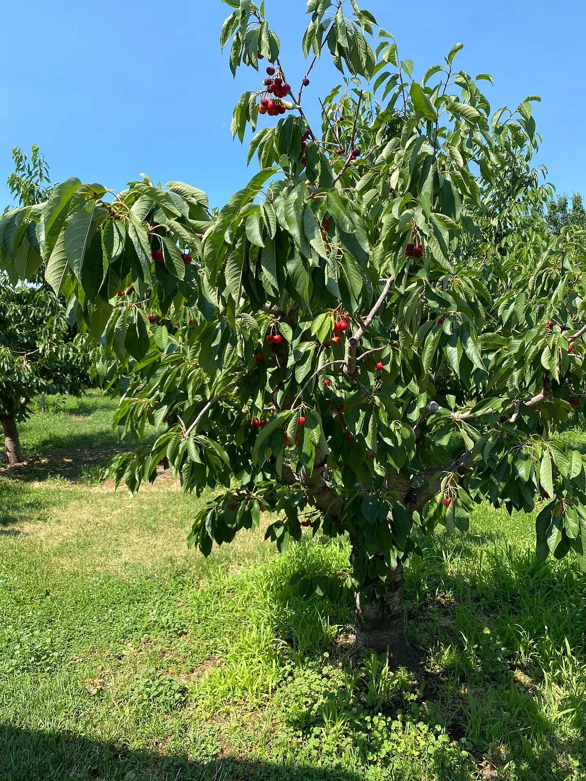 Johnson's Orchards