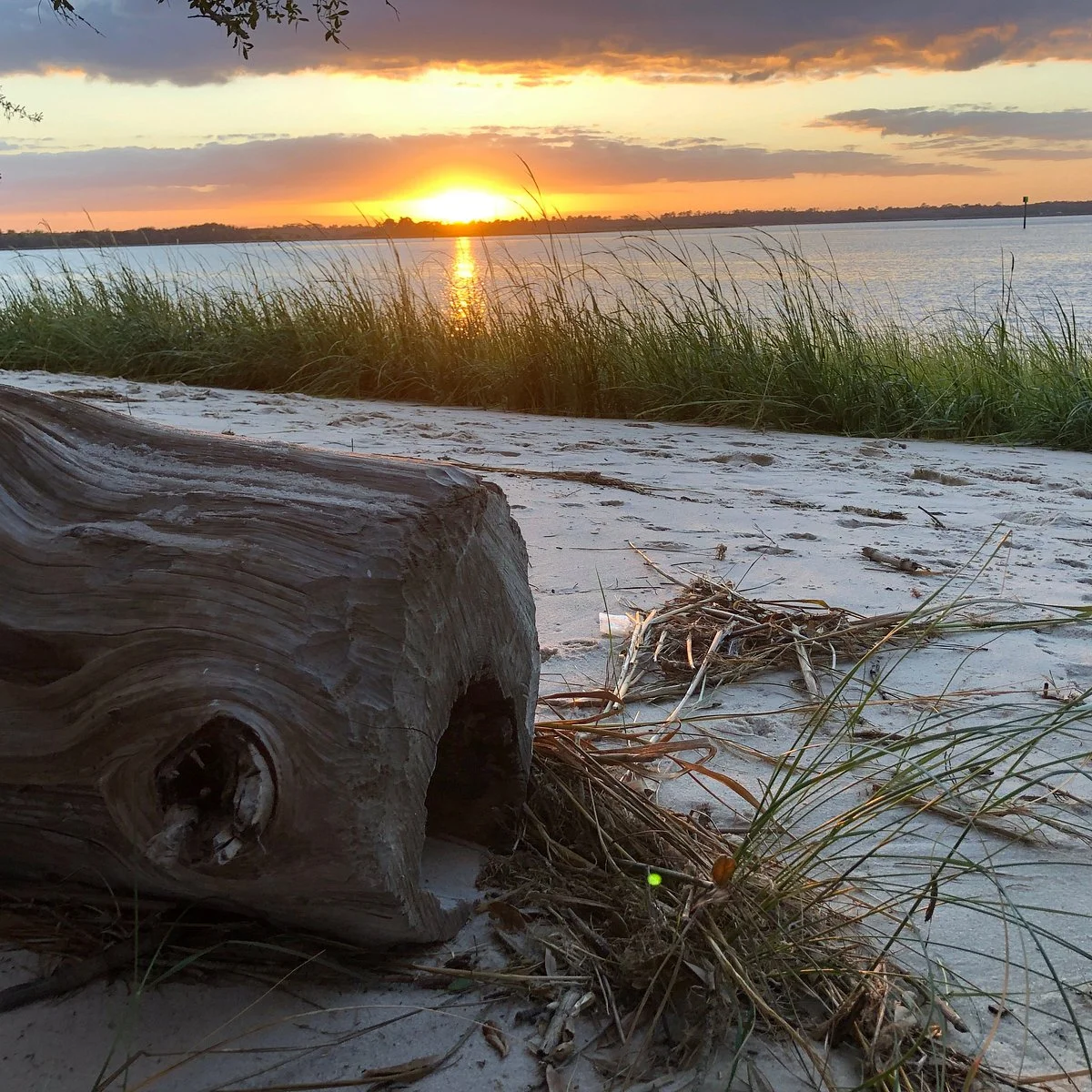 Carolina Beach State Park