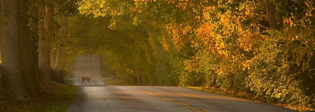 Old Frankfort Pike