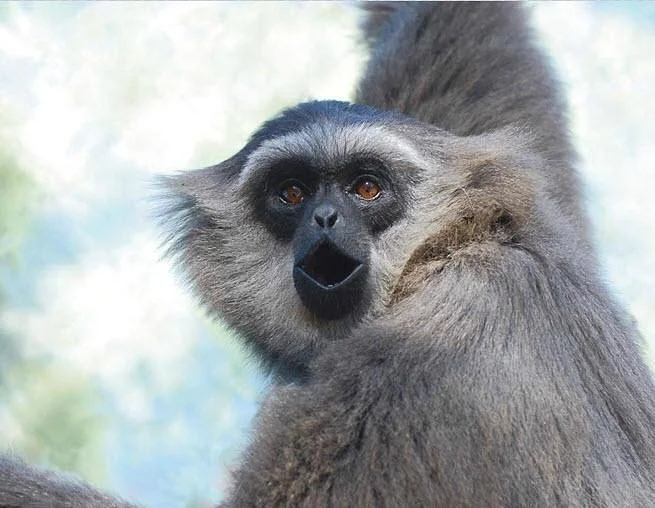 Gibbon Conservation Center