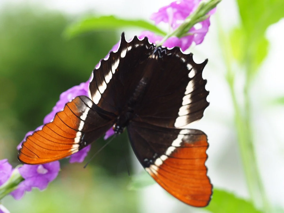 The Sophia M. Sachs Butterfly House