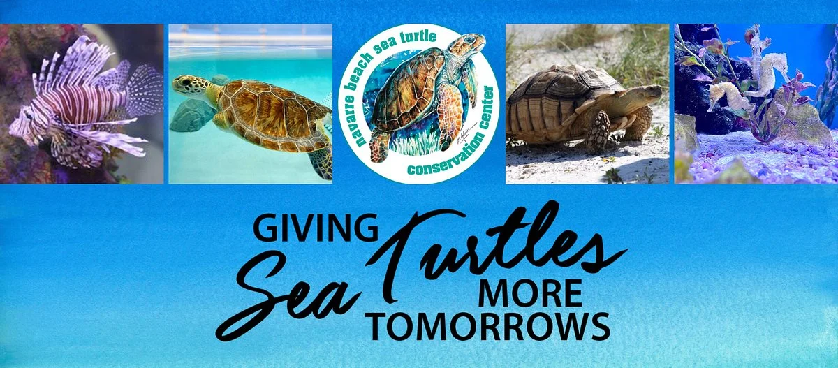Navarre Beach Sea Turtle Conservation Center