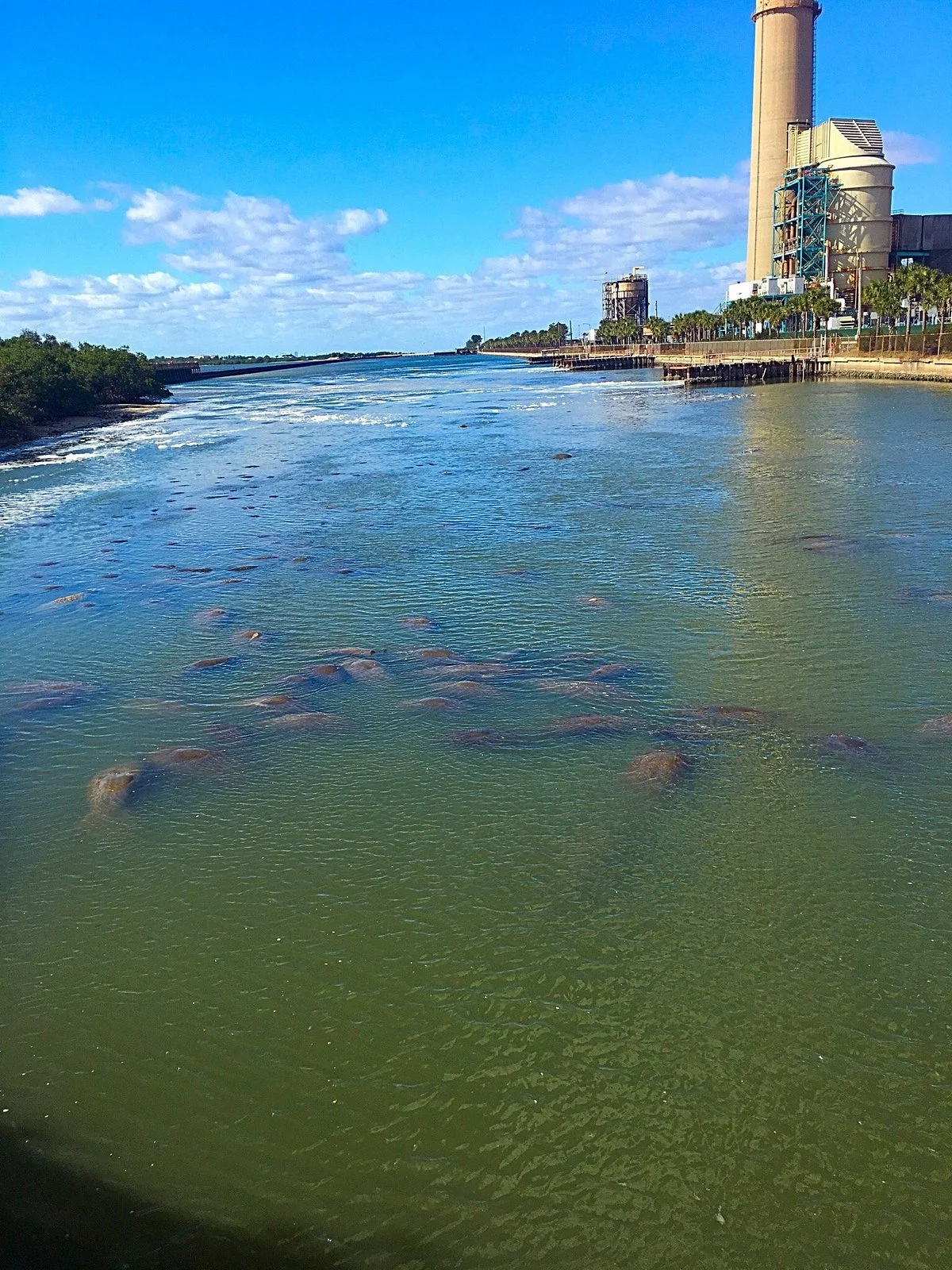 Tampa Electric's Manatee Viewing Center