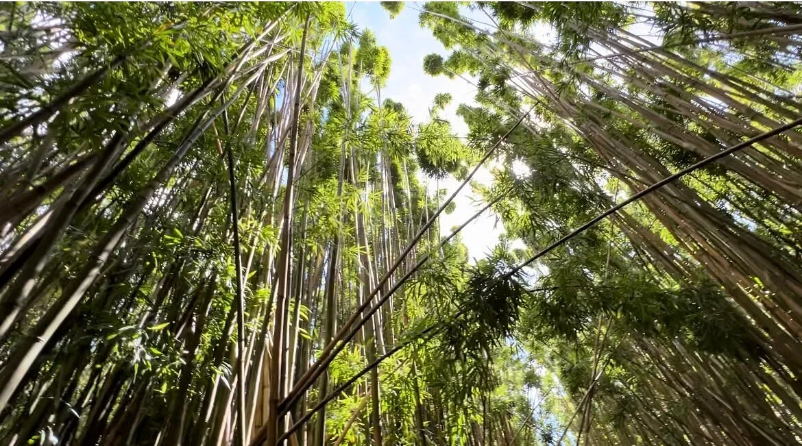 Bamboo Forest