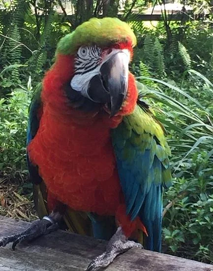 Bird Gardens of Naples