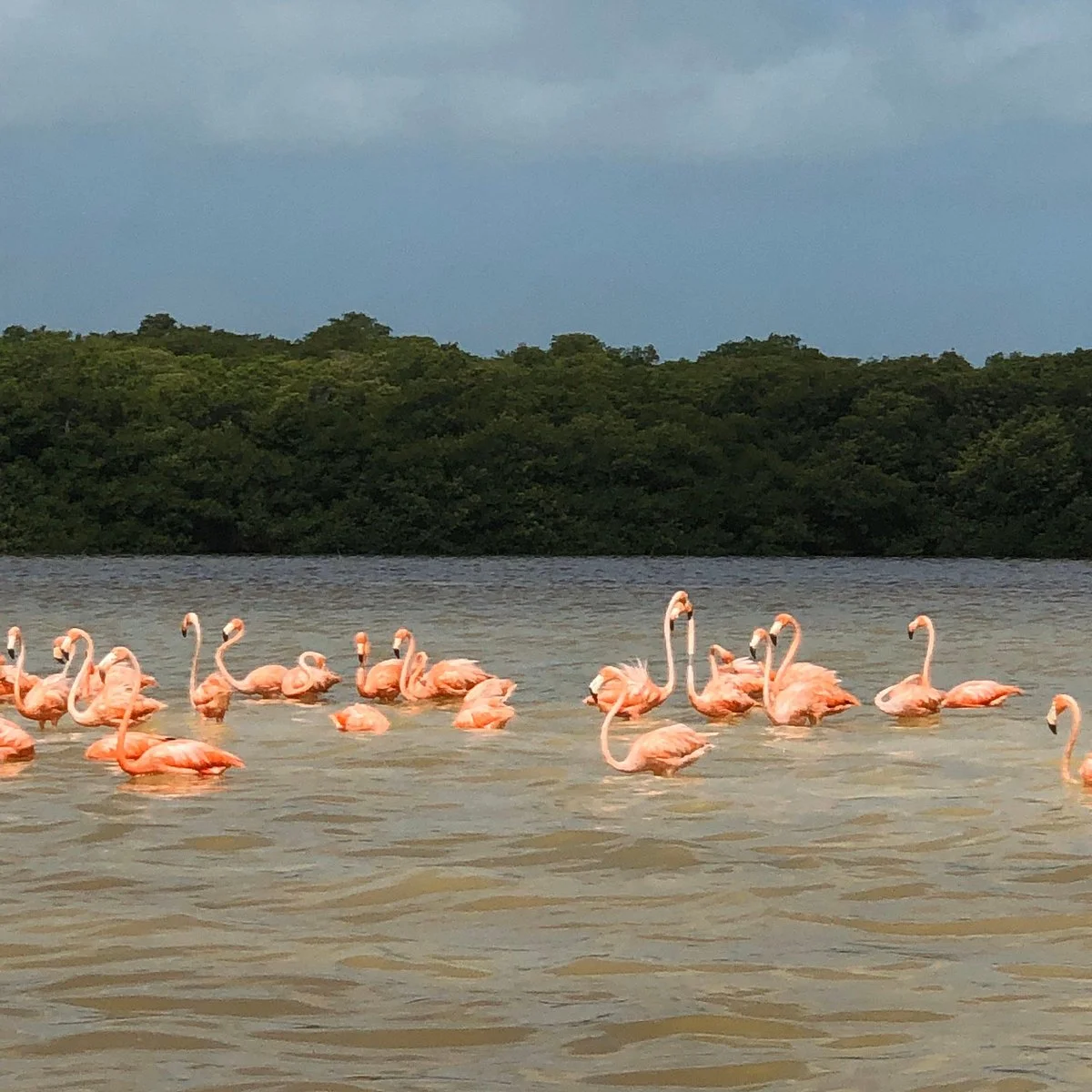 Ria Celestun Biosphere Reserve