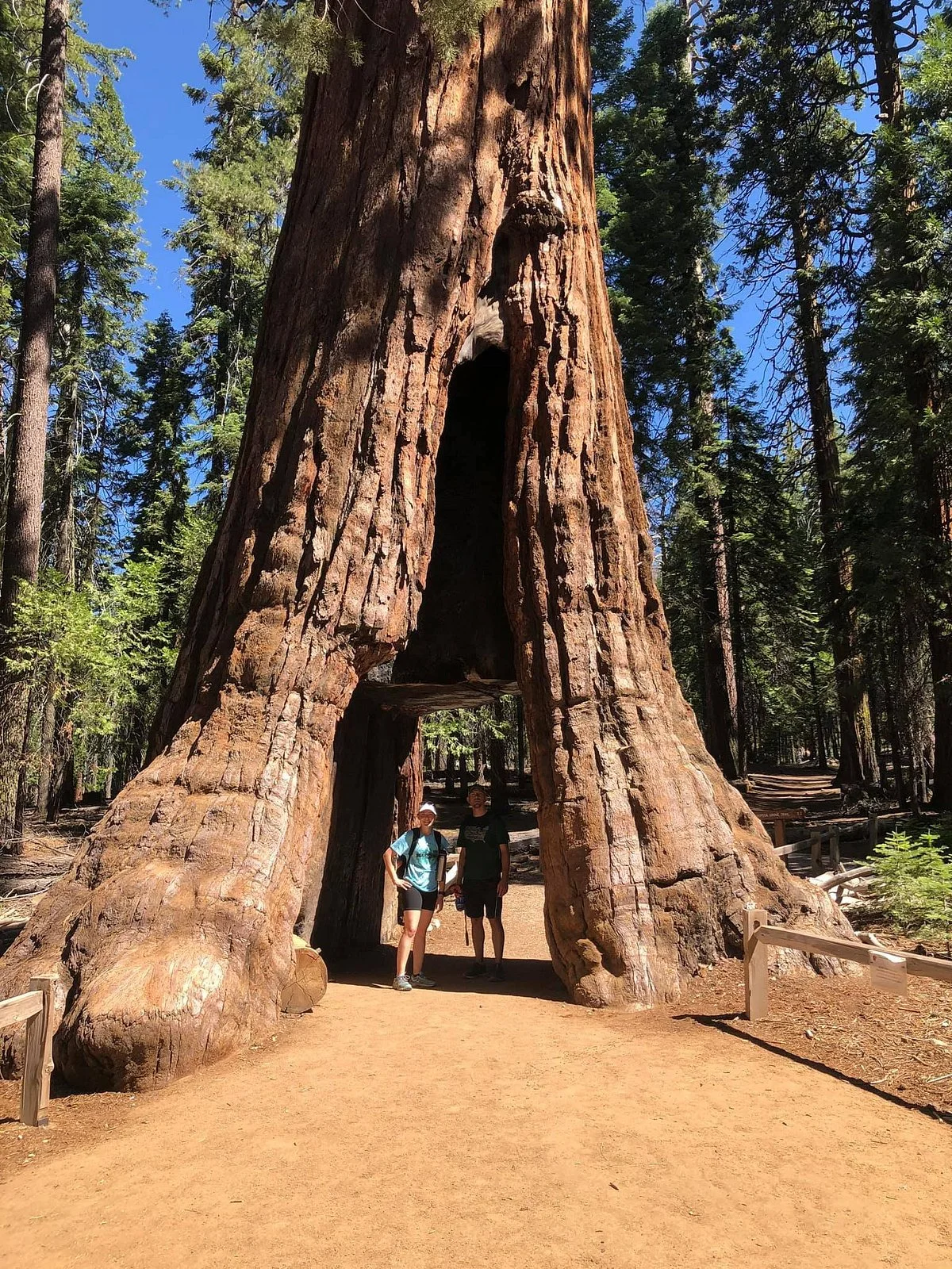 Mariposa Grove of Giant Sequoias