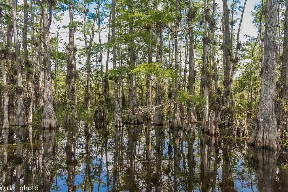 Big Cypress National Preserve
