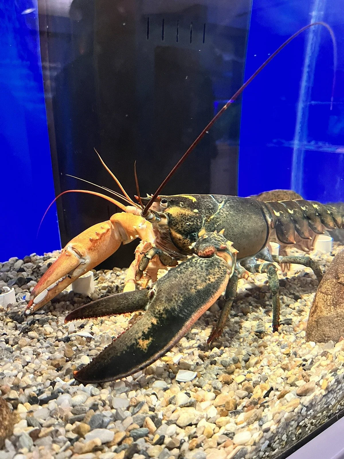 Cape Cod Museum of Natural History