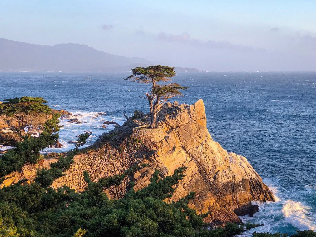 Lone Cypress