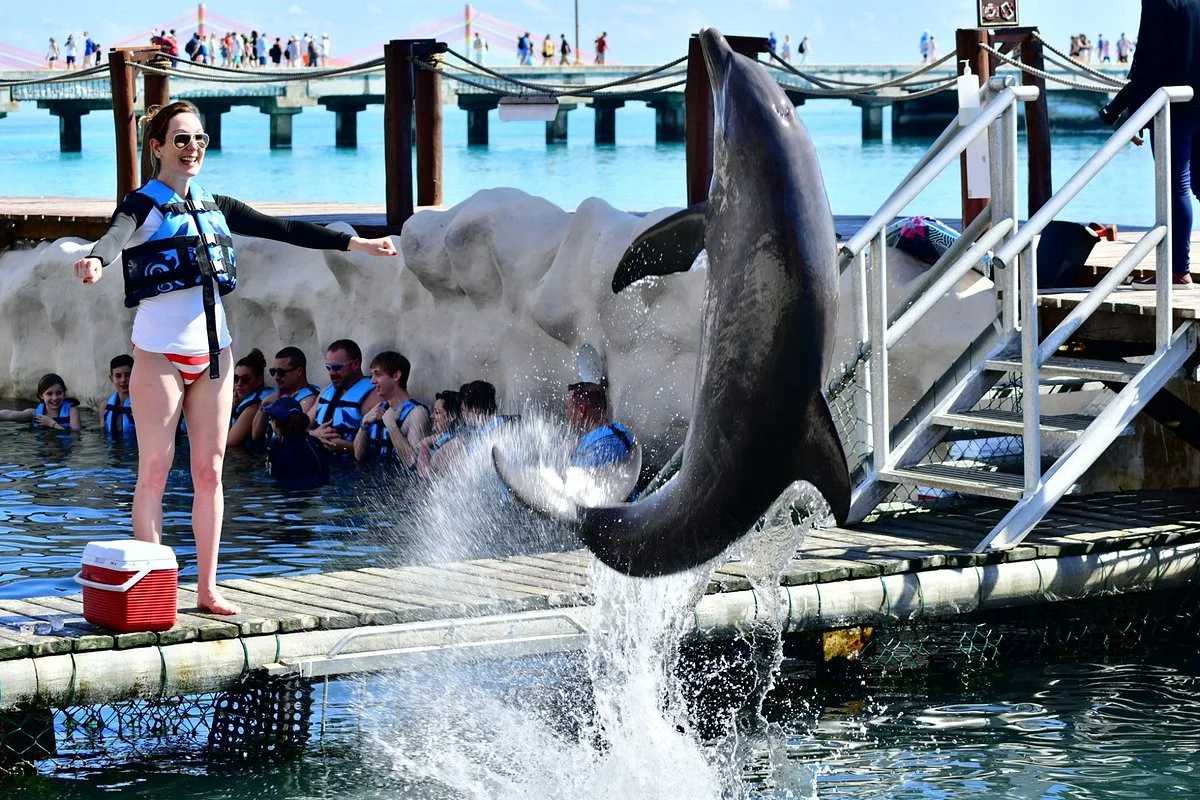 Dolphin Discovery Costa Maya
