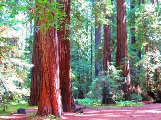 Montgomery Woods State Reserve