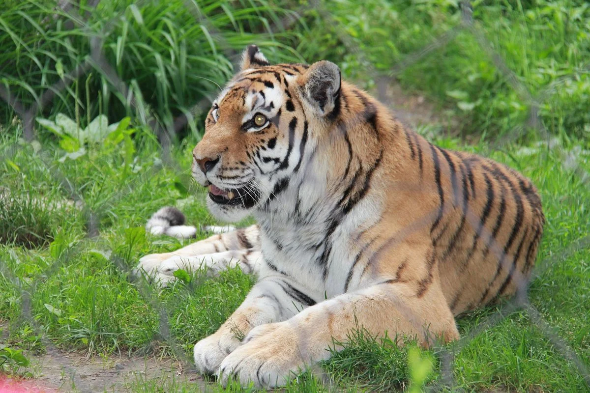 Zoo de Granby