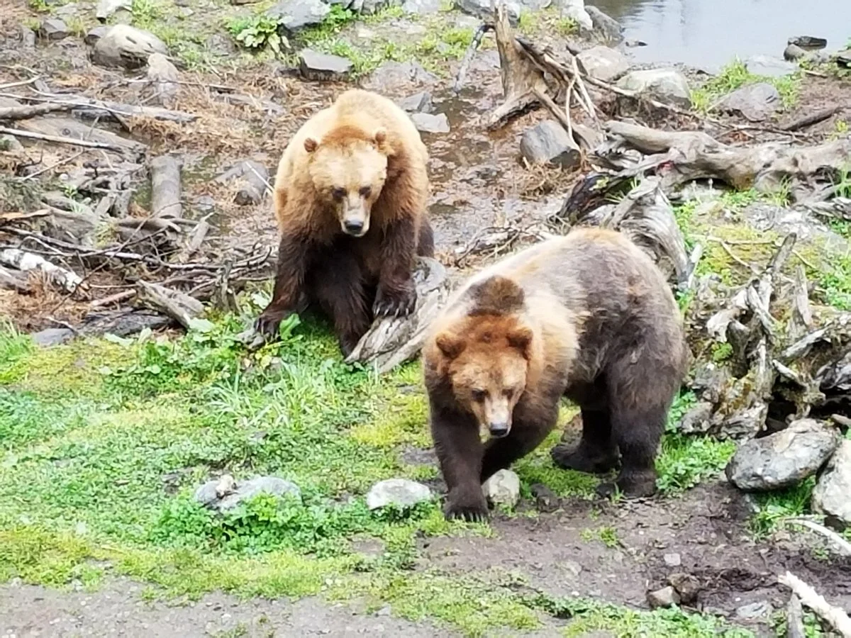 Fortress of the Bear