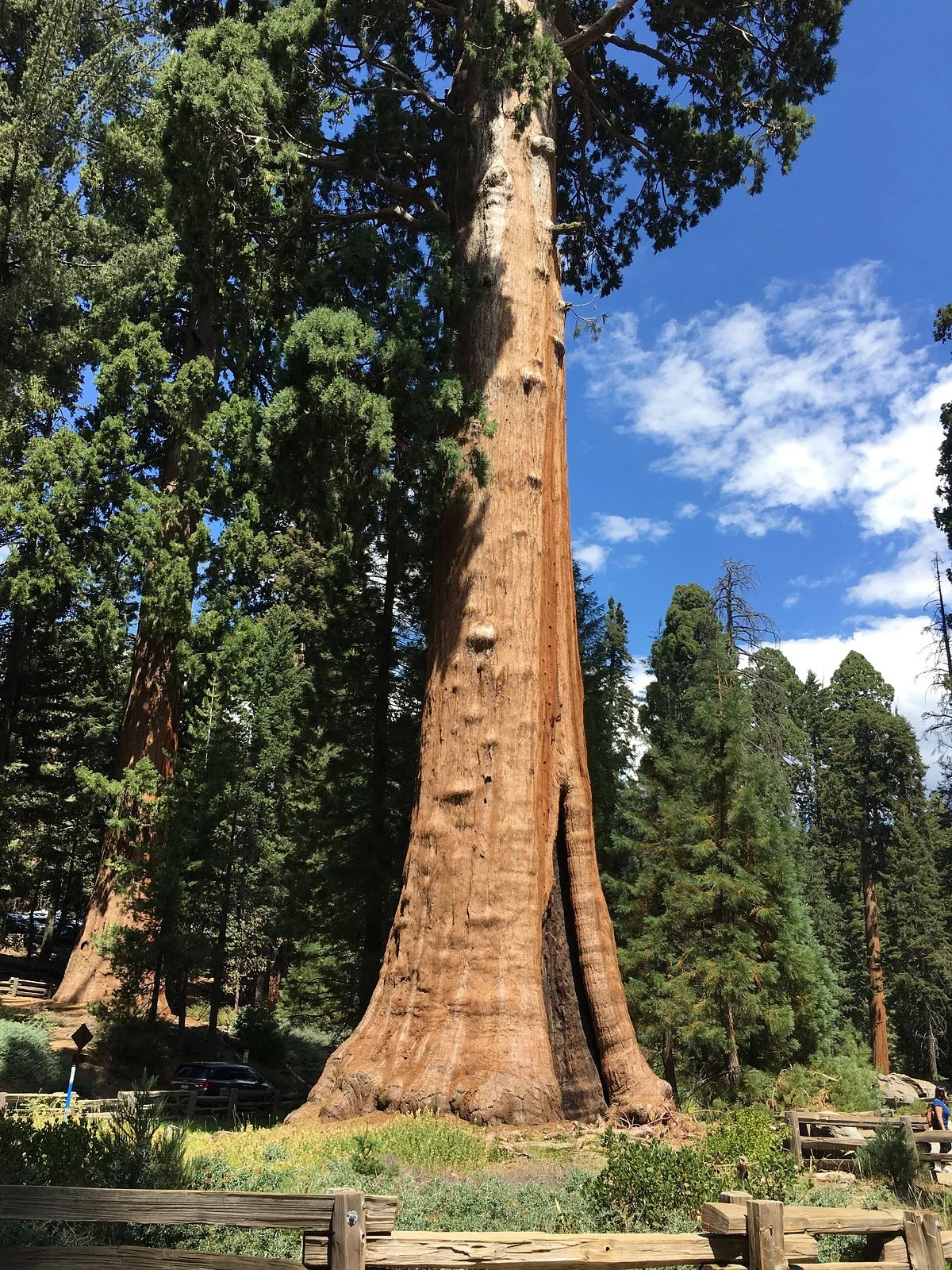 Sequoia National Park