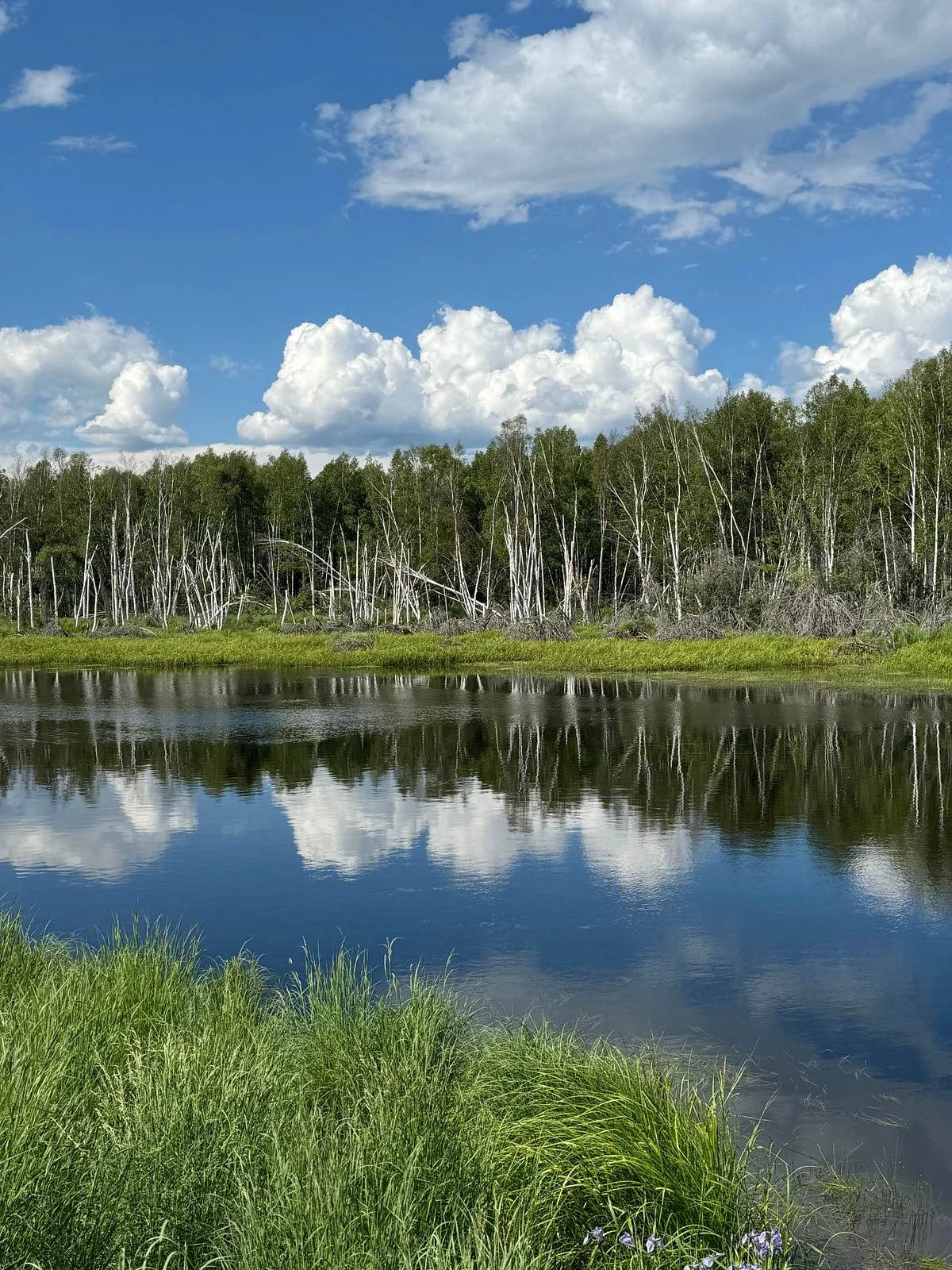 Creamer's Field Migratory Waterfowl Refuge