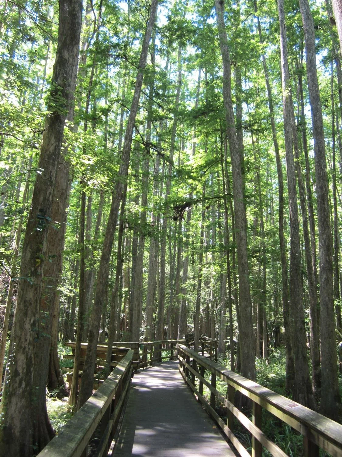 Highlands Hammock State Park
