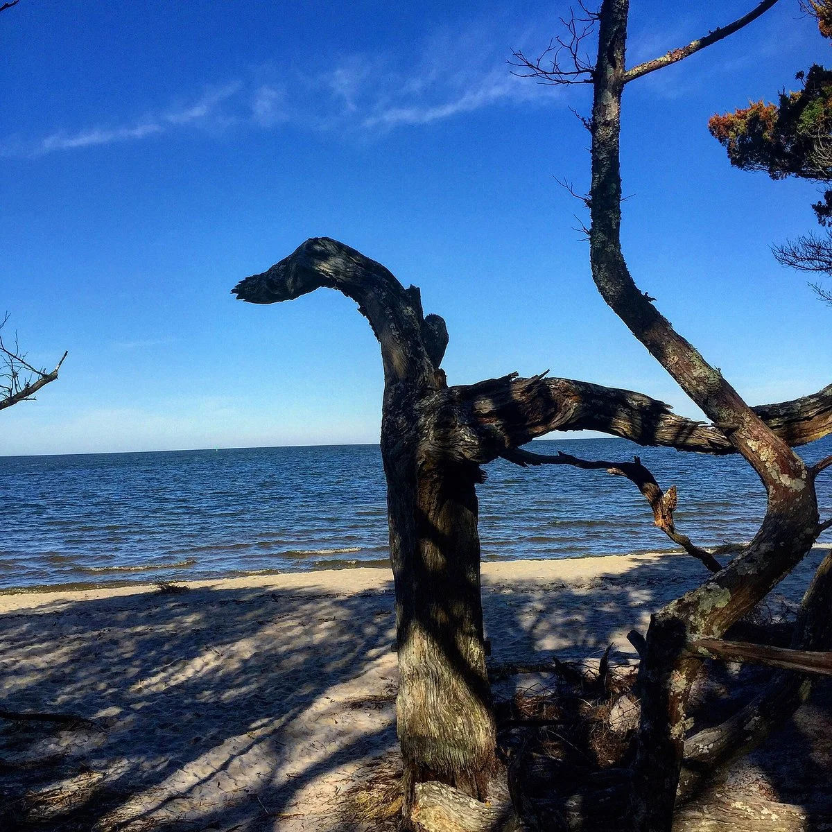 Springer's Point Preserve