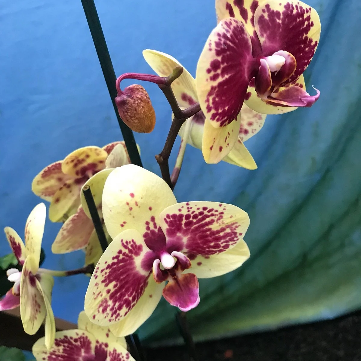 Akatsuka Orchid Gardens