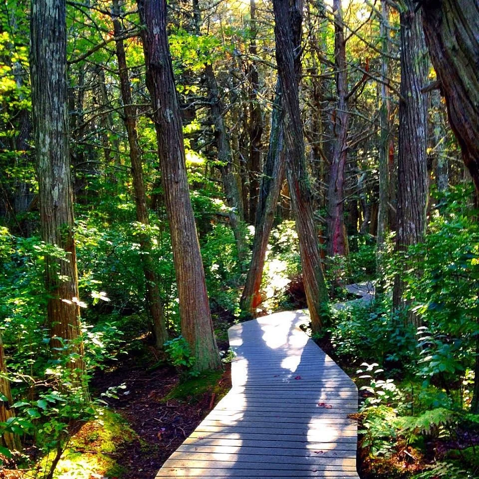 White Cedar Swamp
