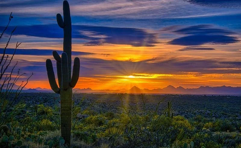 Saguaro National Park