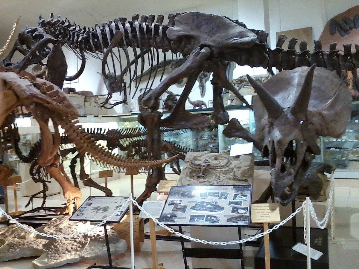 The Museum @ Black Hills Institute