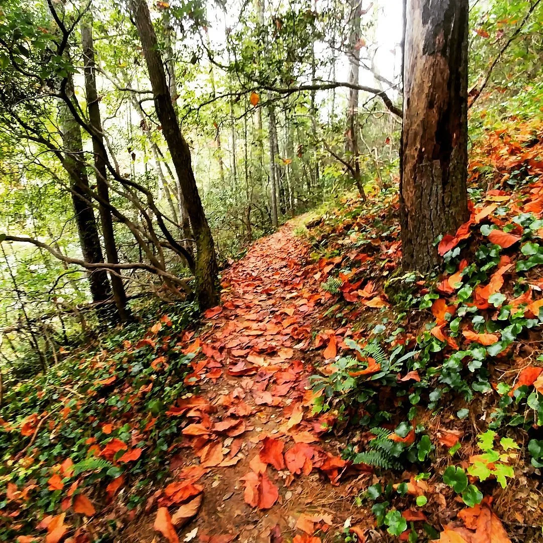 Chattooga River Trail