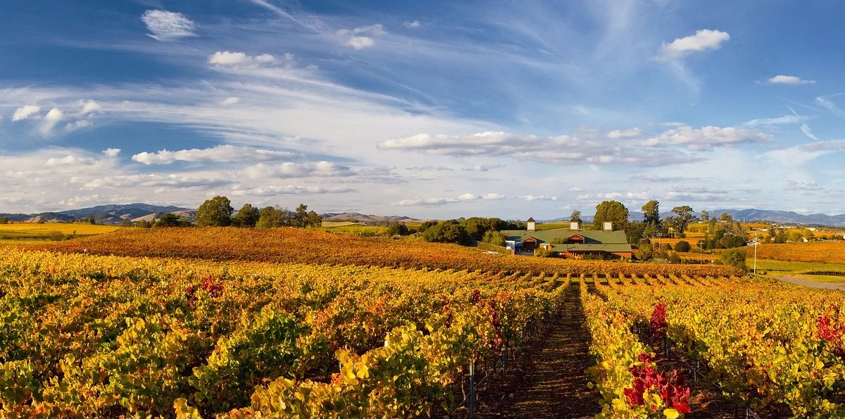 Bouchaine Vineyards