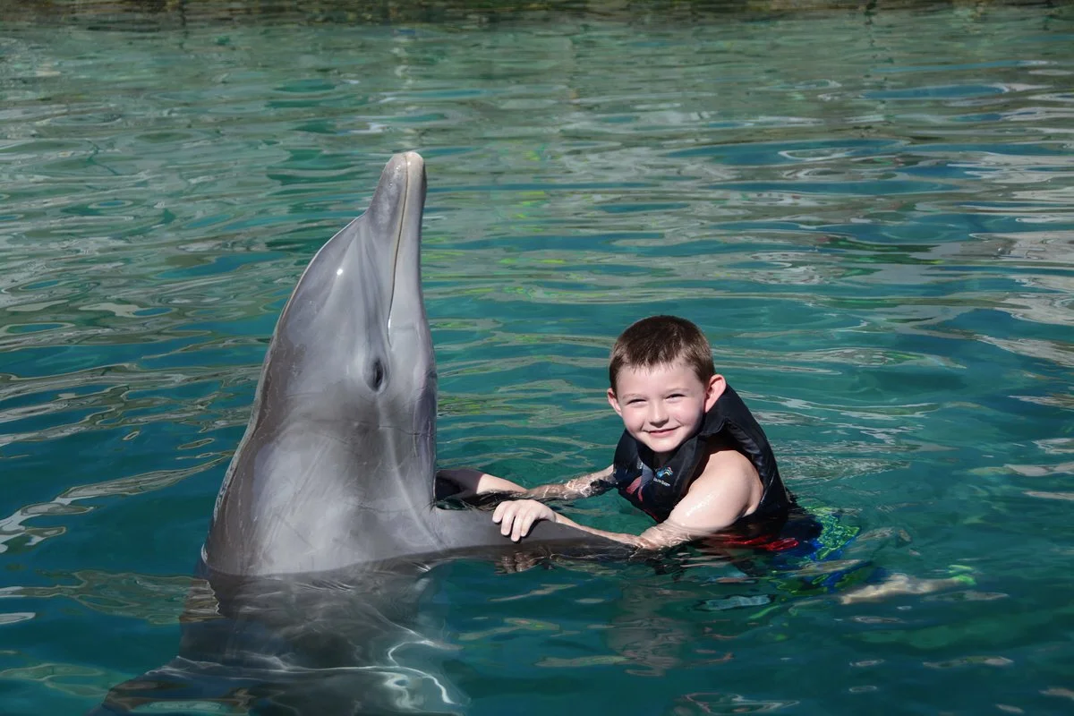 Dolphin Quest
