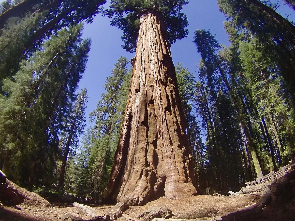 Sequoia and Kings Canyon National Parks