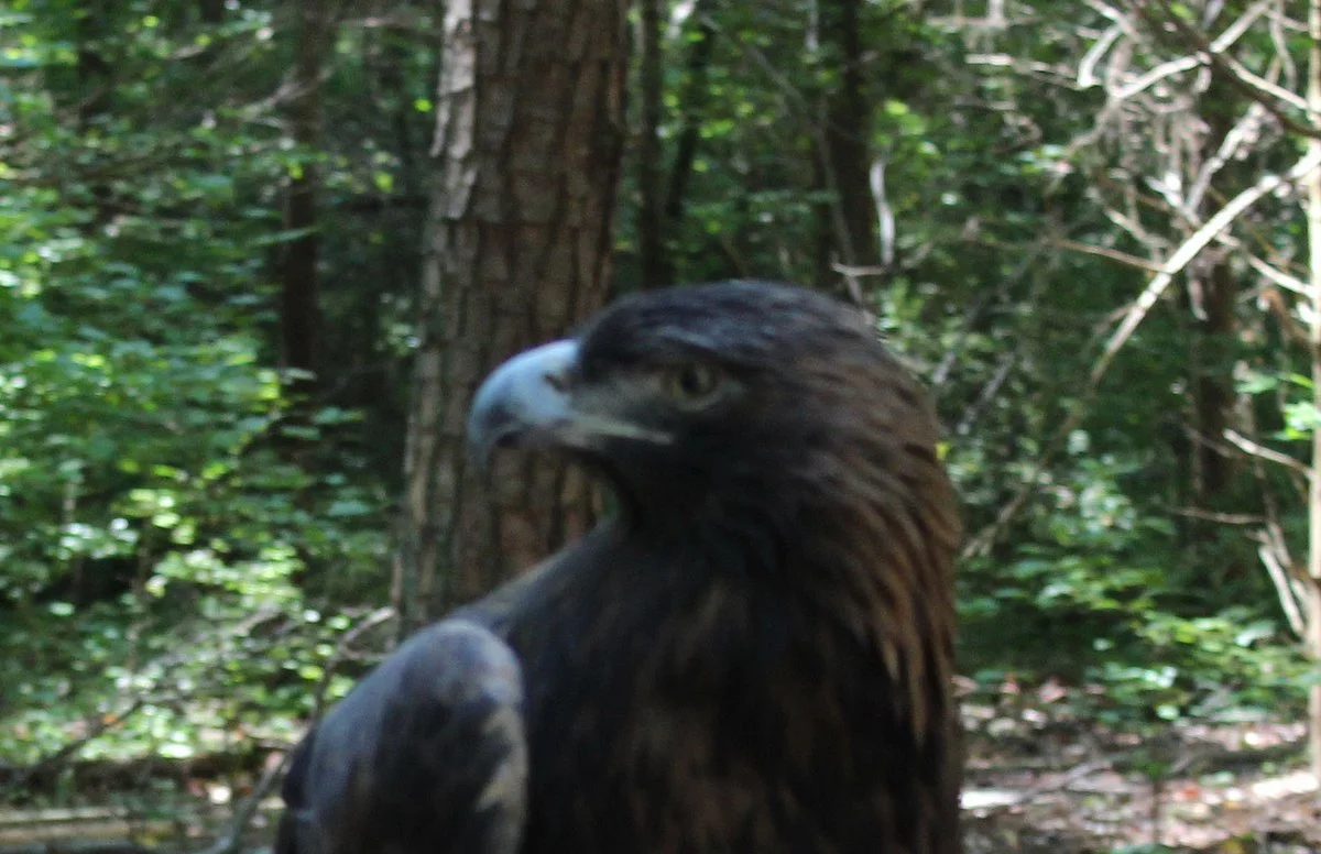 Carolina Raptor Center