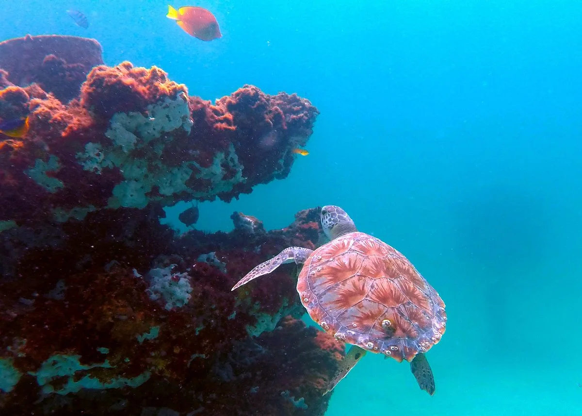 Navarre Beach Marine Sanctuary