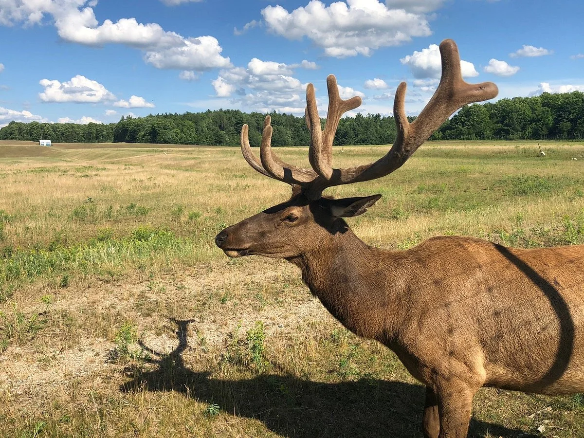 Gaylord's City Elk Park