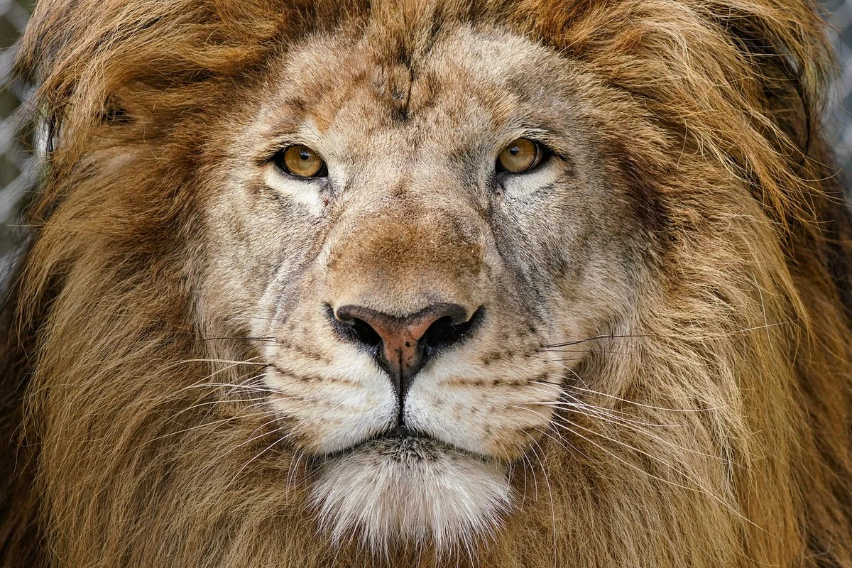 Big Cat Habitat and Gulf Coast Sanctuary