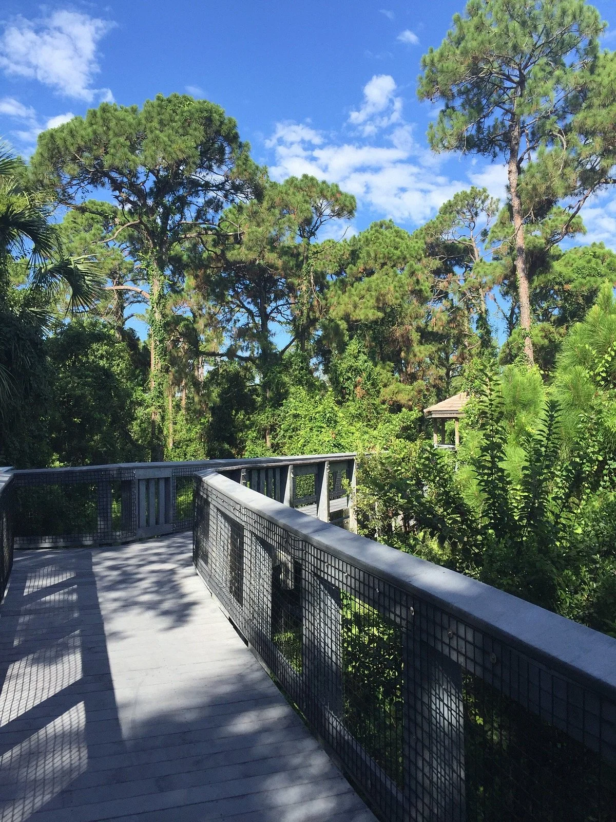 Tall Cypress Natural Area