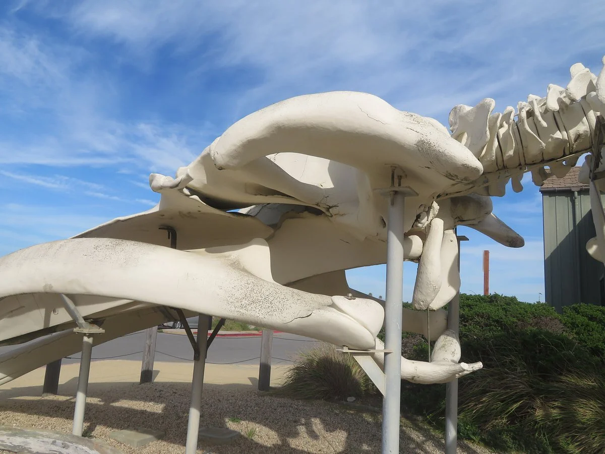 Seymour Marine Discovery Center