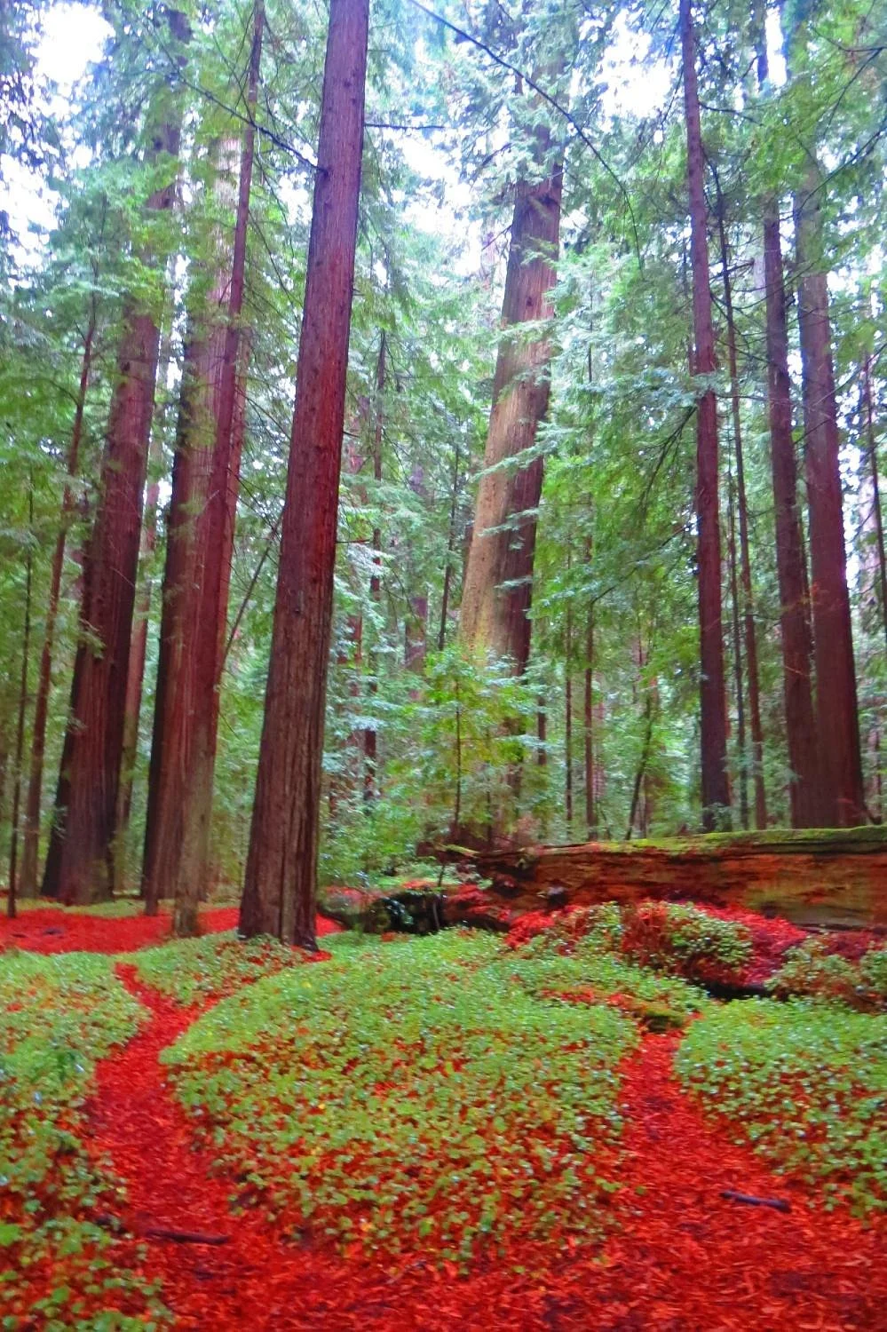 Avenue of the Giants