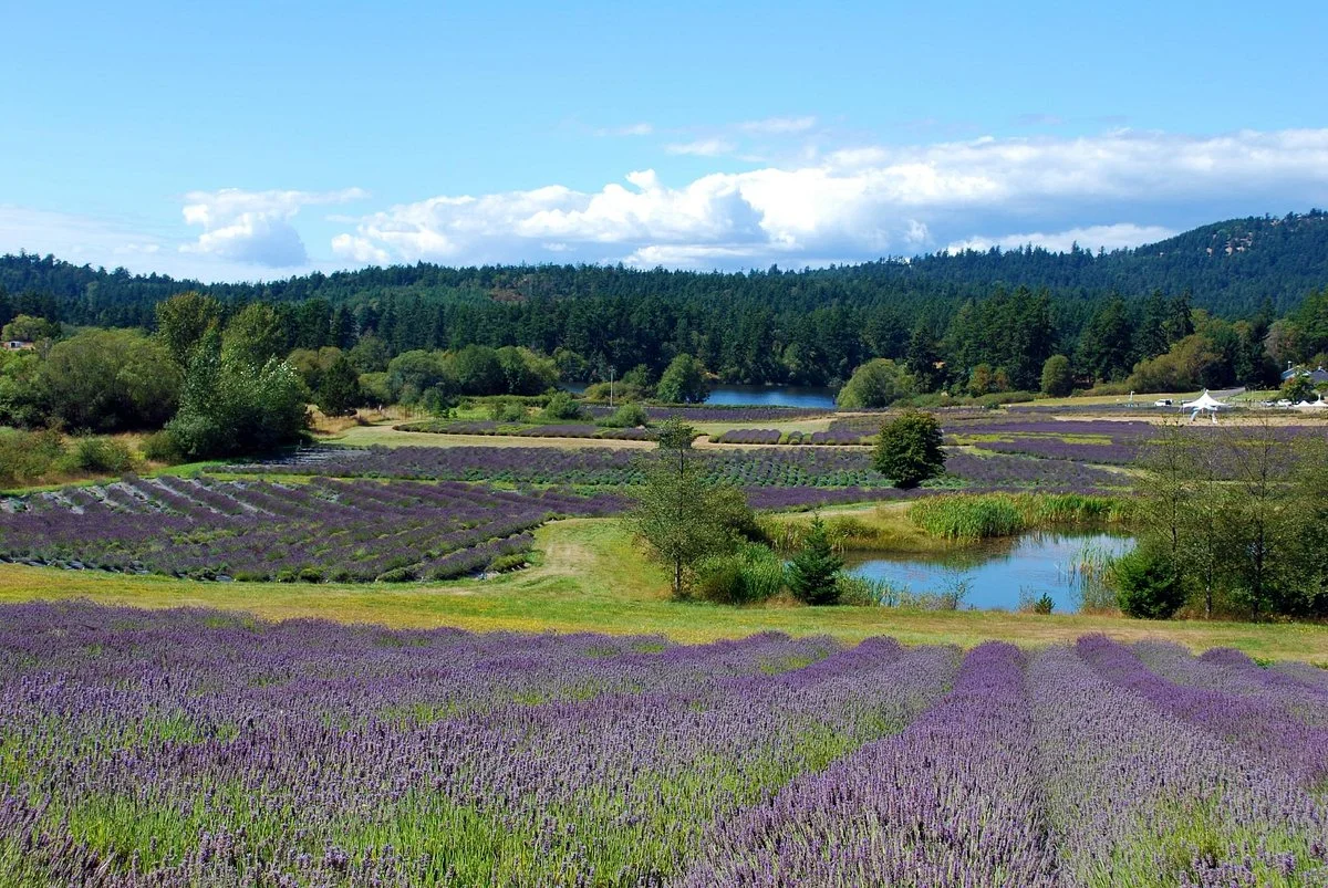 Pelindaba Lavender Farm