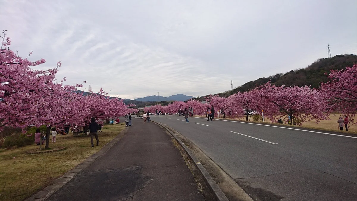 Kawazuzakura of Minato River