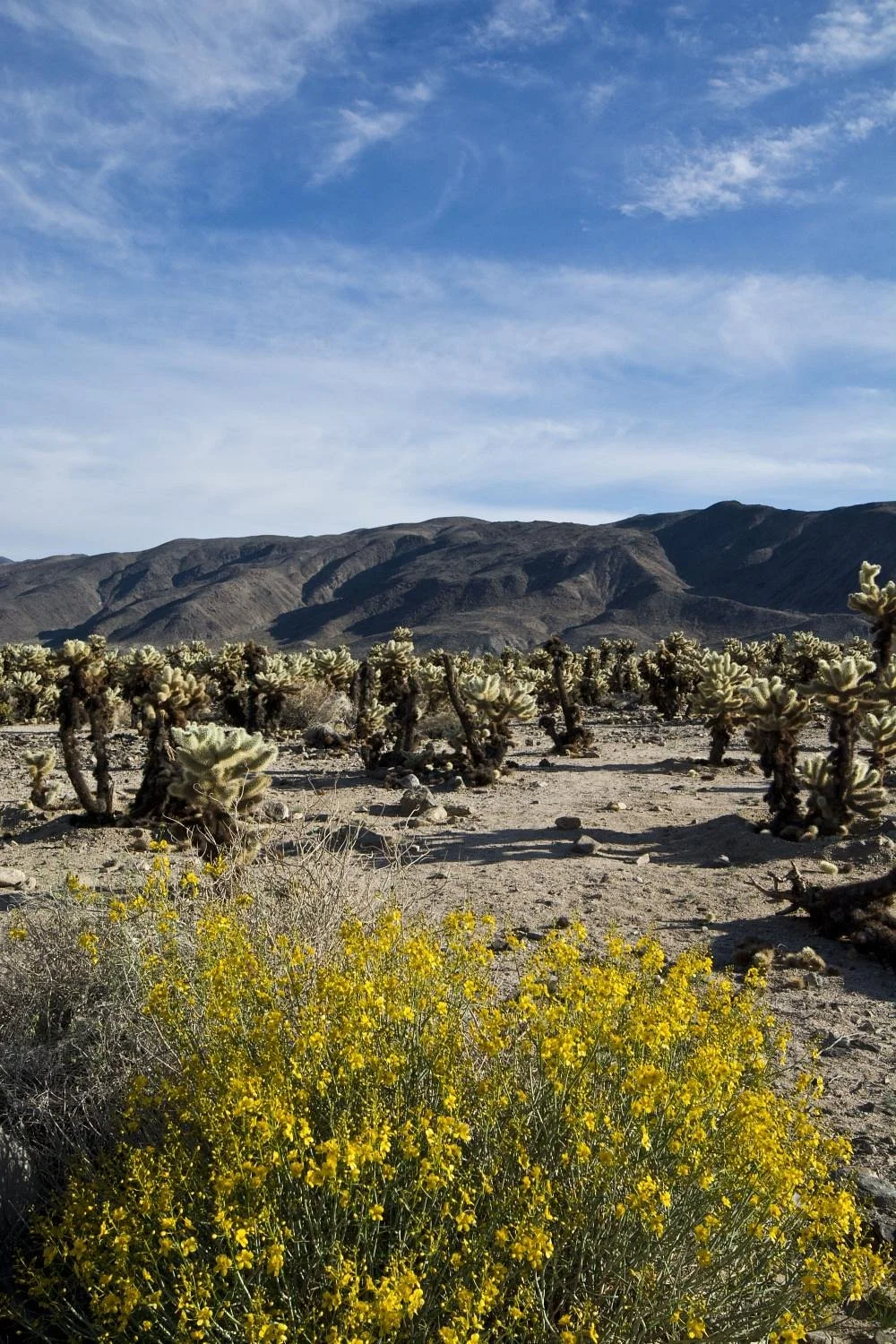 Cholla Cactus Garden