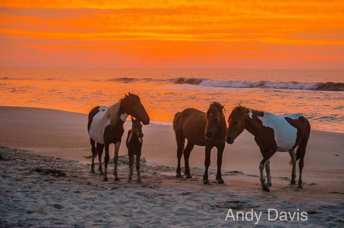 Assateague Island National Seashore