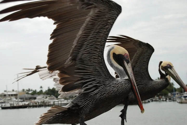 Conservancy of Southwest Florida