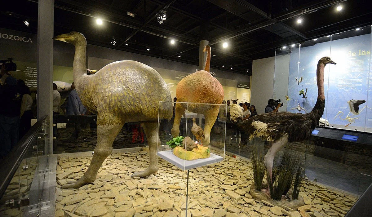 Museo de las Aves