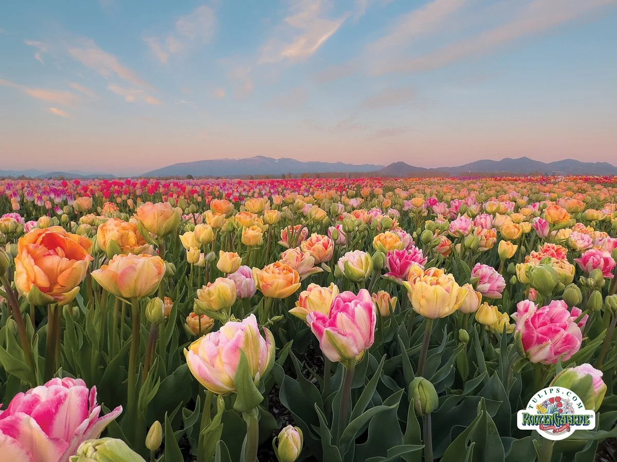 Skagit Valley Tulip Festival