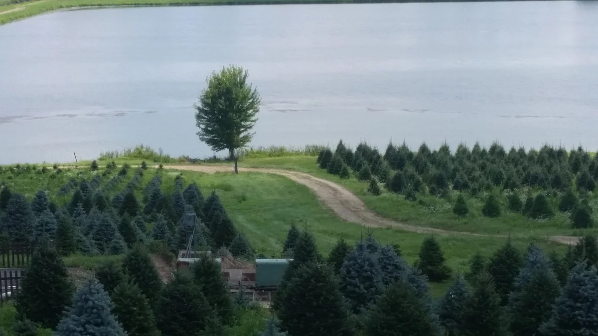 Pine Tree Barn