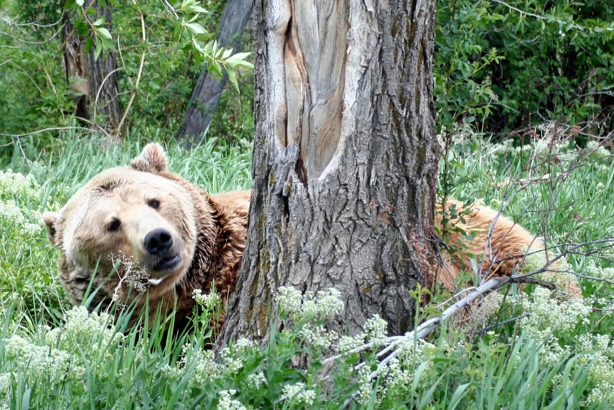 Yellowstone Bear World