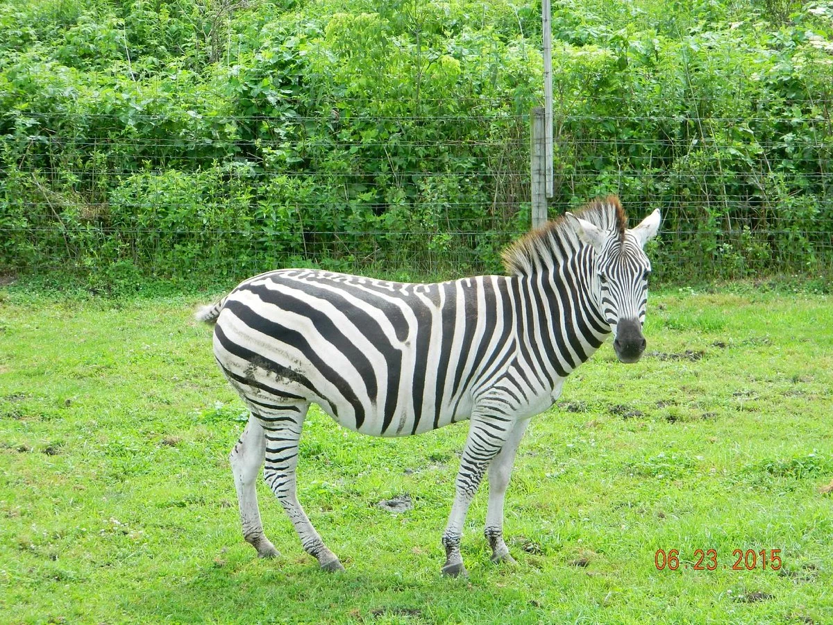 Dutch Creek Farm Animal Park