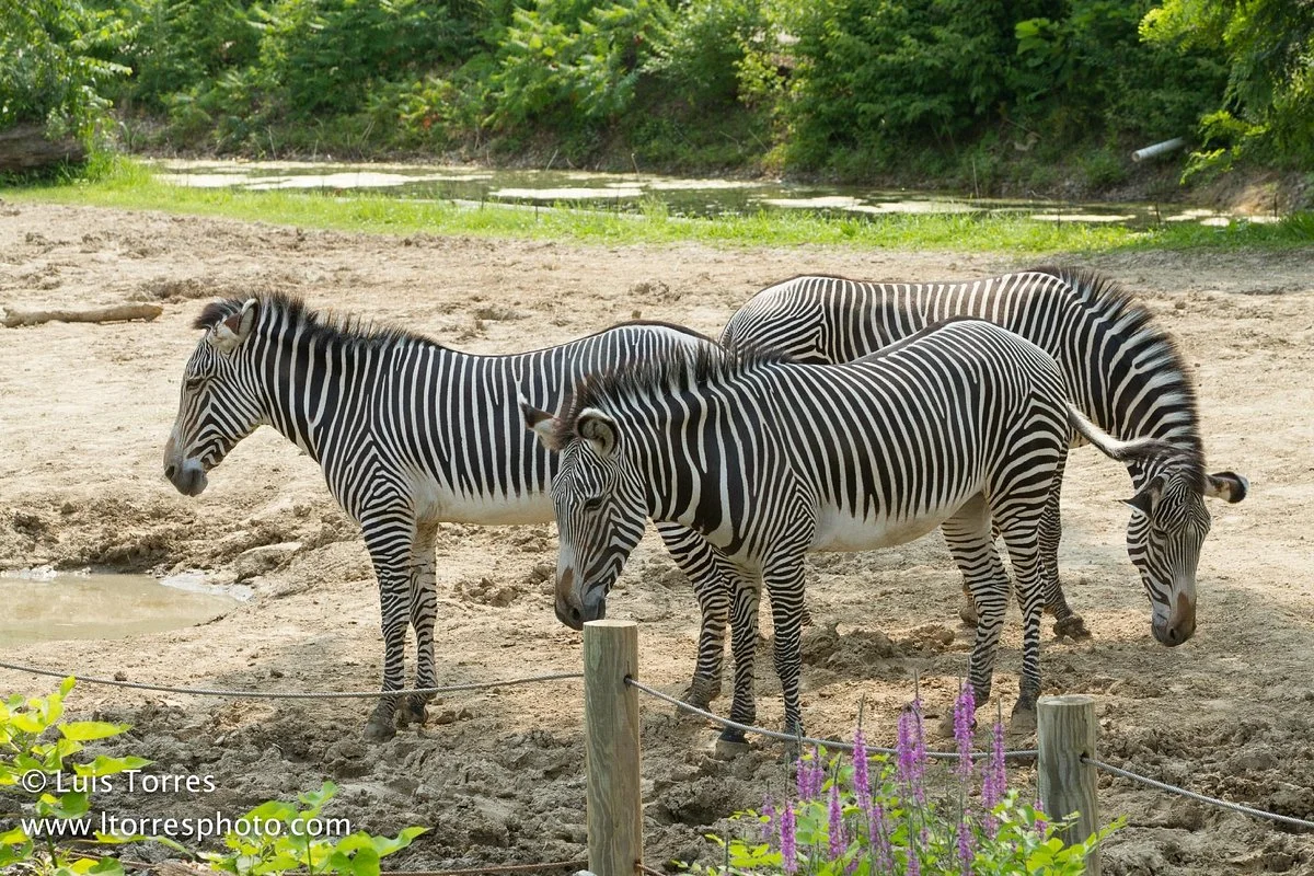 Peoria Zoo